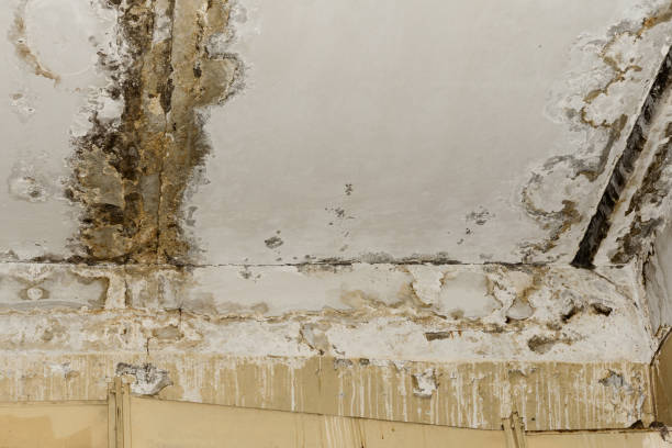 Dehumidification Services in Teays Valley, WV