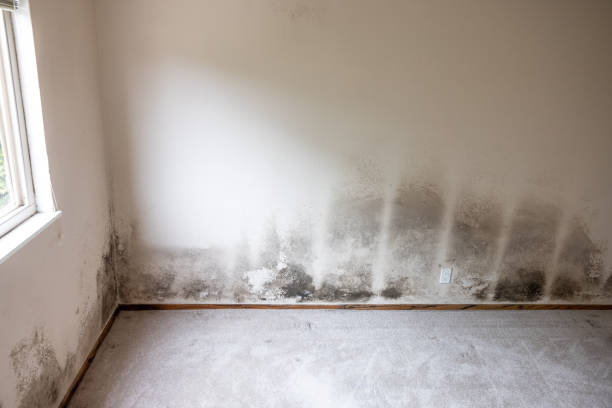 Asbestos and Lead Testing During Mold Inspection in Teays Valley, WV